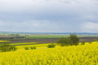 İlkbaharda kolza tohumu tarlası