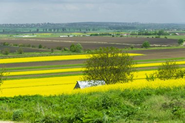 İlkbaharda kolza tohumu tarlası