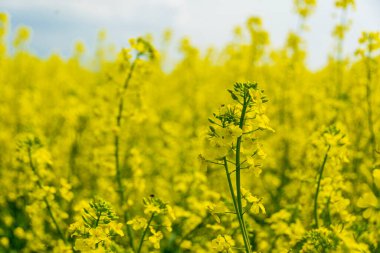 Baharda güzel kolza tohumu çiçekleri
