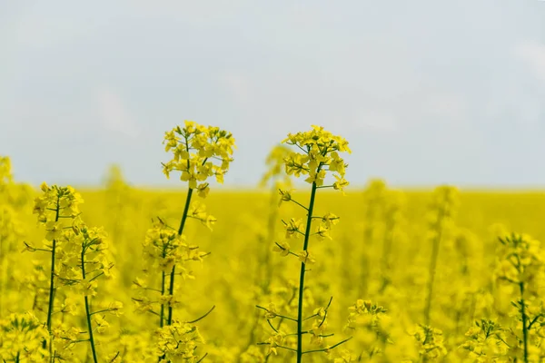 Hermosas Flores Colza Primavera — Foto de Stock