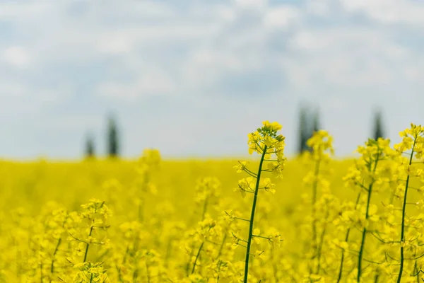 Hermosas Flores Colza Primavera — Foto de Stock