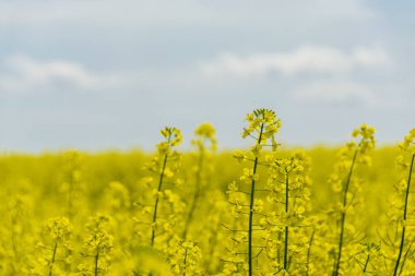 Baharda güzel kolza tohumu çiçekleri