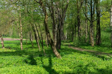 Romanya 'nın Miclauseni kentindeki Sturdza Kalesi civarındaki orman