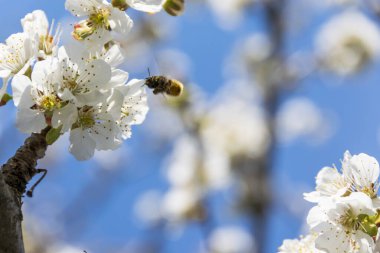 Baharda beyaz kiraz çiçeği