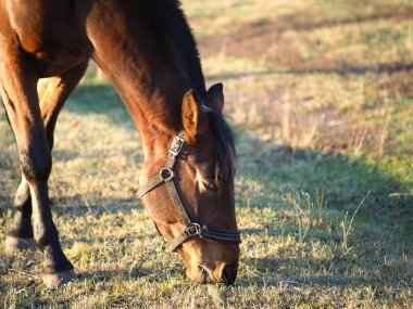 Bir at tarlada ot yiyor..