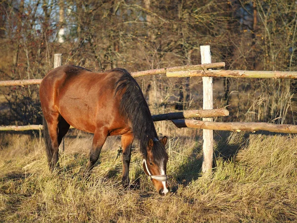 Häst Ett Fält Som Äter Gräs — Stockfoto