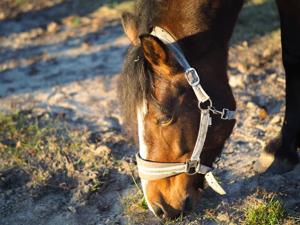 Kůň Poli Pojídající Trávu — Stock fotografie