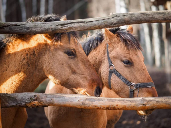 パドックの二頭の馬の肖像画 — ストック写真