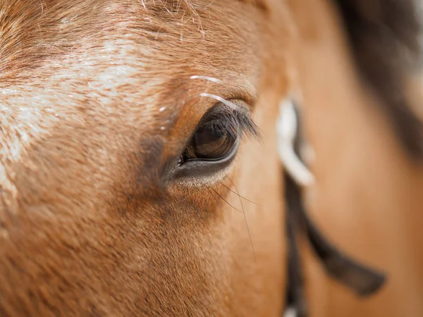 Oko Červeného Koně Zblízka — Stock fotografie
