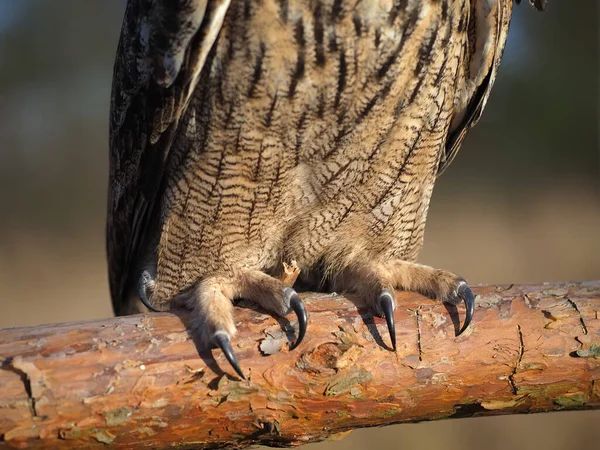 Las garras de un búho de cerca en la naturaleza — Foto de Stock