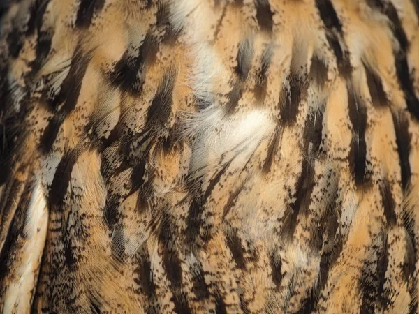 Wild Owl Feathers Close Background — Stock Photo, Image