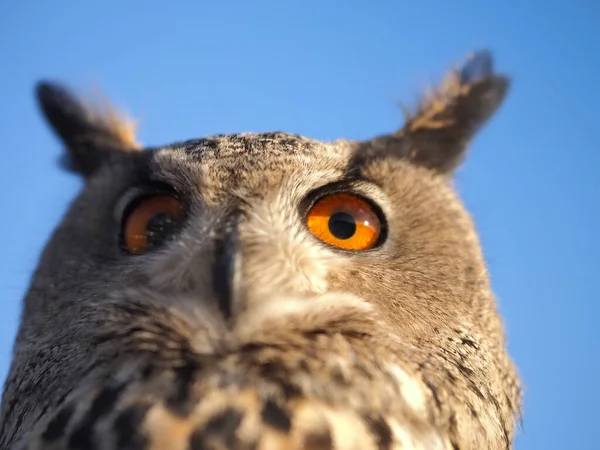Close-up portrait of an owl head against a blue sky.
