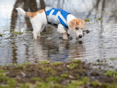 Jack Russell Terrier puppy in a blue life jacket walks on the water .