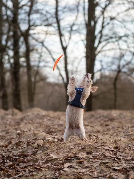 Jack Russell Terrier Szczeniak Łapie Frisbee Lesie — Zdjęcie stockowe