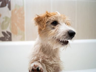 Jack Russell Terrier köpeği banyoda yıkandı. .