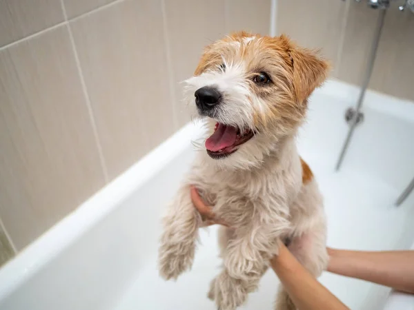 Jack Russell Terrier köpeği banyoda yıkandı. .