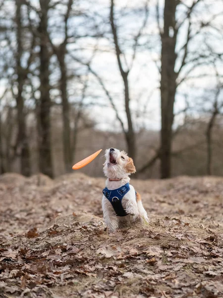 Jack Russell Terrier Valp Fångar Frisbee Skogen — Stockfoto