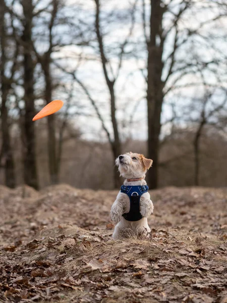 Jack Russell Terrier Valp Fångar Frisbee Skogen — Stockfoto