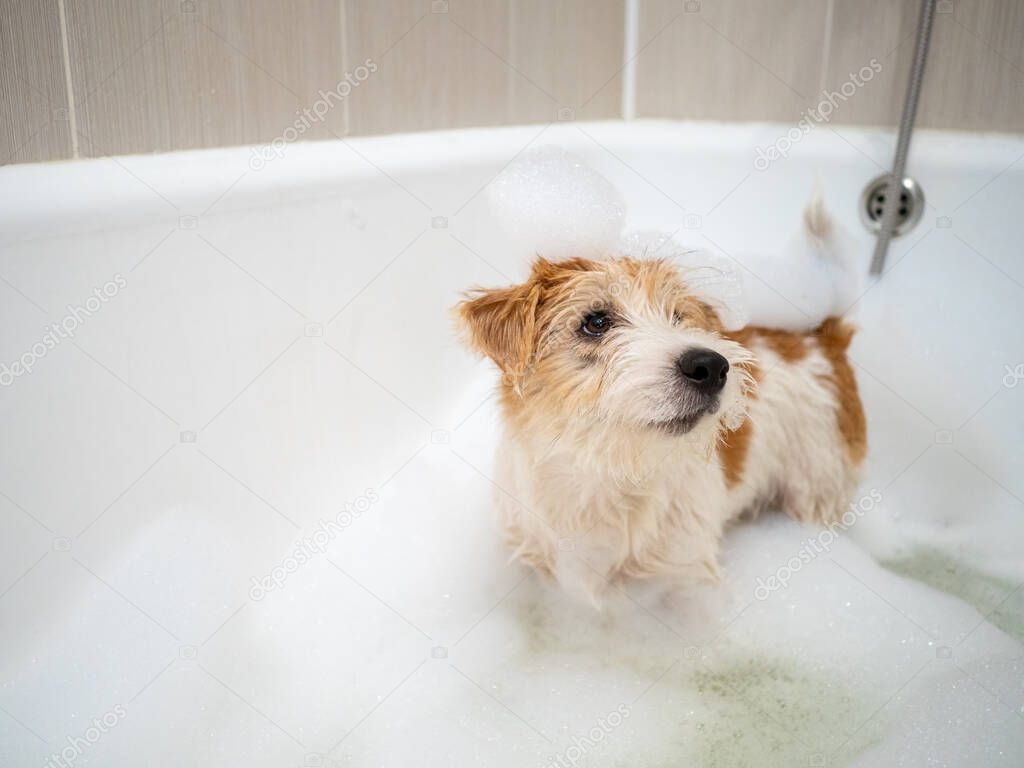 Jack Russell Terrier puppy is washed in the bathroom .