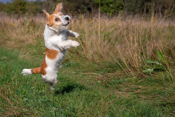 Jack Russell Terrier Valp Hoppar Grönt Gräs — Stockfoto
