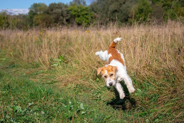 Щенок Джека Рассела Терьера Прыгает Зеленой Траве — стоковое фото