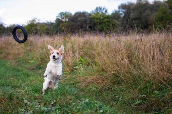 Jack Russell Terrier Valp Fångar Gummiring Luften — Stockfoto