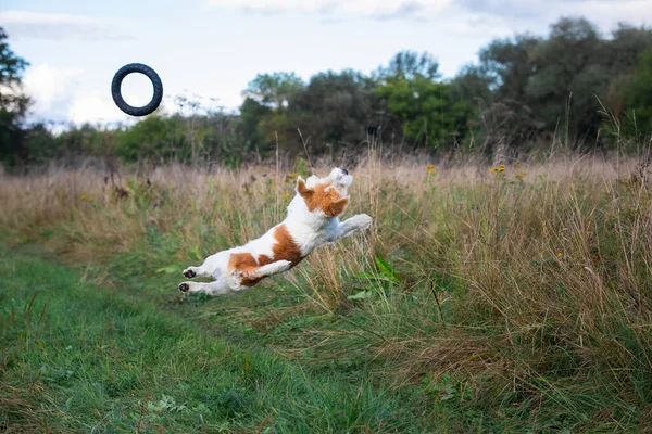 Jack Russell Terrier Valp Fångar Gummiring Luften — Stockfoto