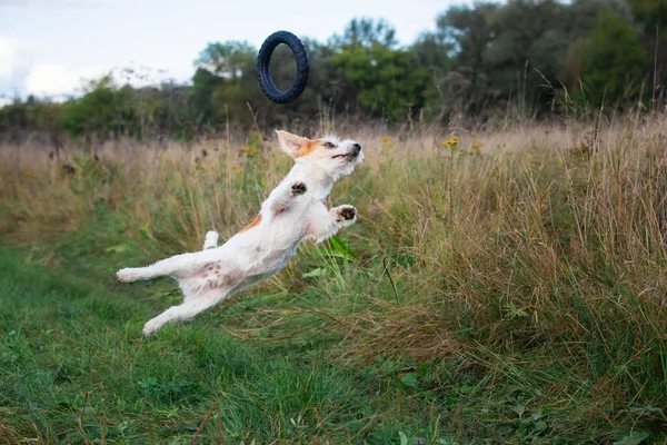 Jack Russell Terrier Valp Hoppar Bakom Svart Gummiring — Stockfoto