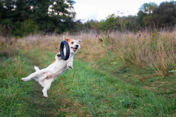 Jack Russell Terrier Κουτάβι Πιάνει Ένα Ελαστικό Δαχτυλίδι Στον Αέρα — Φωτογραφία Αρχείου