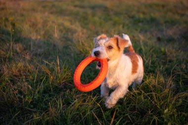 Jack Russell Terrier dişinde turuncu bir oyuncak yüzük taşıyor..