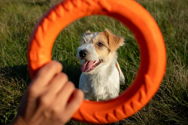 Jack Russell Terrier Retrato Através Anel Salto Laranja — Fotografia de Stock