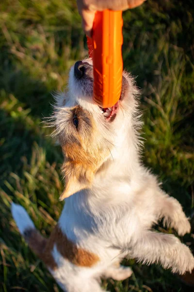Jack Russell Terrier Håller Orange Leksaksring Och Hänger Luften — Stockfoto