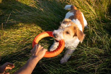 Jack Russell Terrier ile turuncu oyuncak halkalarının römorkörü.