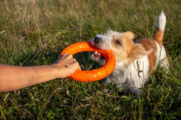 Dra Orange Leksaksringar Med Jack Russell Terrier — Stockfoto