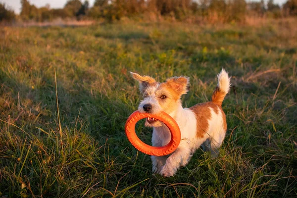Jack Russell Terrier Carrega Anel Brinquedo Laranja Seus Dentes — Fotografia de Stock