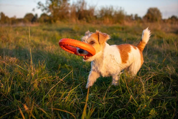 Jack Russell Terrier Carrega Anel Brinquedo Laranja Seus Dentes — Fotografia de Stock