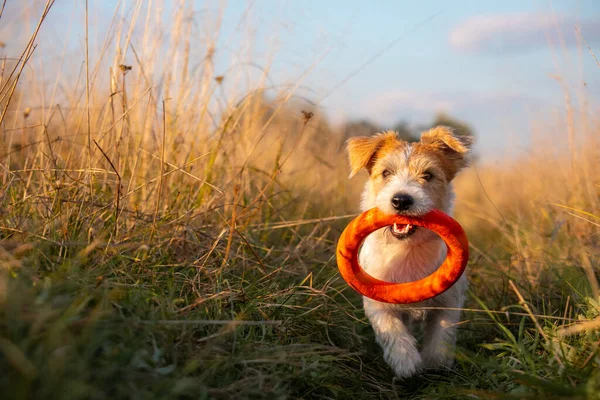 Egy Jack Russell Terrier Kiskutya Egy Narancssárga Játékgyűrűt Hordoz Fogai — Stock Fotó