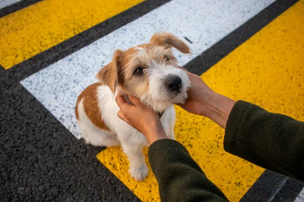 Jack Russell Terrier Kiskutya Kinézetű Lány Zebrán — Stock Fotó