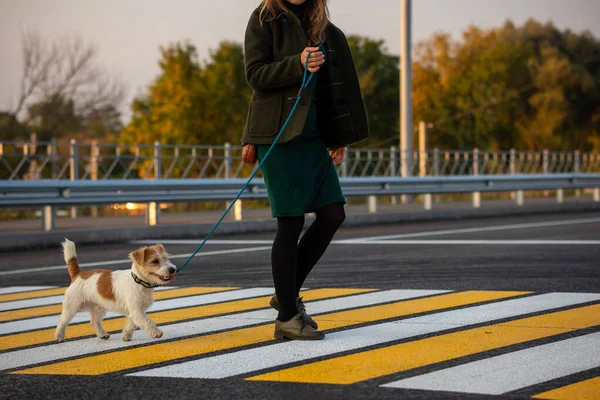 Dziewczyna Jack Russell Terrier Spaceruje Wzdłuż Przejścia Dla Pieszych — Zdjęcie stockowe