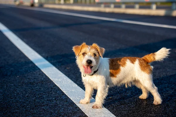Jack Russell Terrier köpek yavrusu asfalt yolda duruyor.