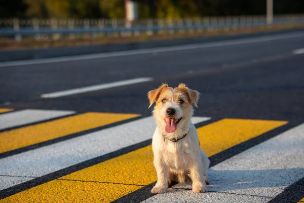 ジャック ラッセル テリアの子犬は道路を横断する歩行者に一人で走ります ロイヤリティフリーのストック画像