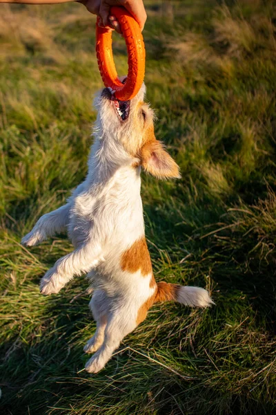 Jack Russell Terrier Hält Sich Orangefarbenem Spielzeugring Fest Und Hängt — Stockfoto