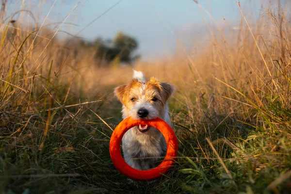 Jack Russell Terrier Valp Bär Orange Leksak Ring Tänderna — Stockfoto