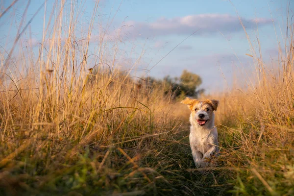 Jack Russell Terrier Cachorro Corriendo Campo Hierba Otoño Alto —  Fotos de Stock