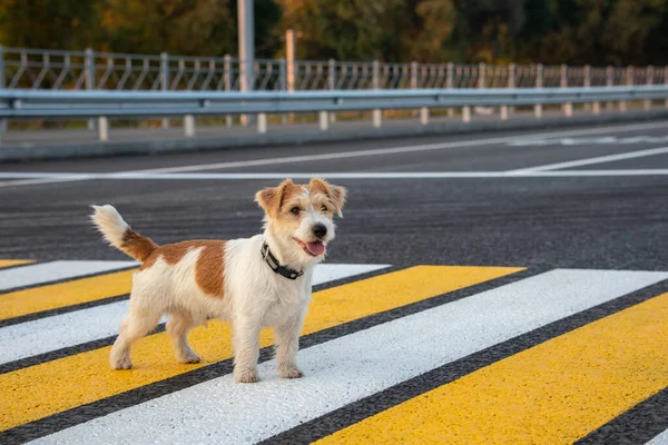 Jack Russell Terrier Szczeniak Biegnie Sam Przejściu Dla Pieszych Przez — Zdjęcie stockowe