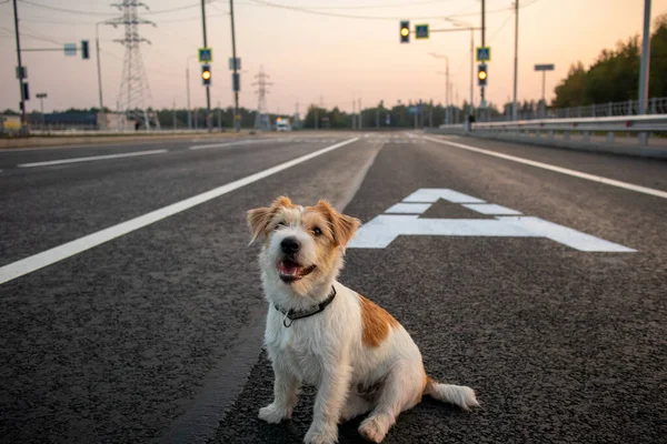 Jack Russell Terrier Szczeniak Siedzi Sam Drodze — Zdjęcie stockowe