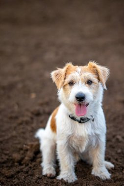 Arka planda tel saçlı Jack Russell Terrier 'ın portresi.