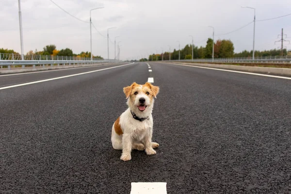 Druciany Jack Russell Terrier Stoi Jezdni — Zdjęcie stockowe