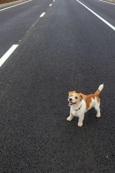 Tel saçlı Jack Russell Terrier at arabasının üstünde duruyor..