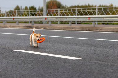 Jack Russell Terrier köpeği yolun karşısına turuncu bir yüzük taşıyor..